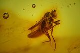 Two Fossil Flies (Diptera) In Baltic Amber #150697-2